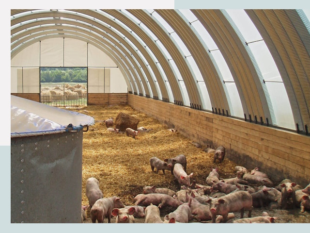 Строительство свинарников в Павлове